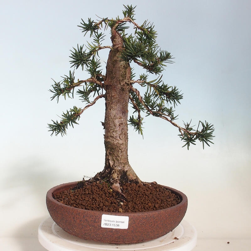 Bonsai für draußen - Taxus cuspidata - Japanische Eibe