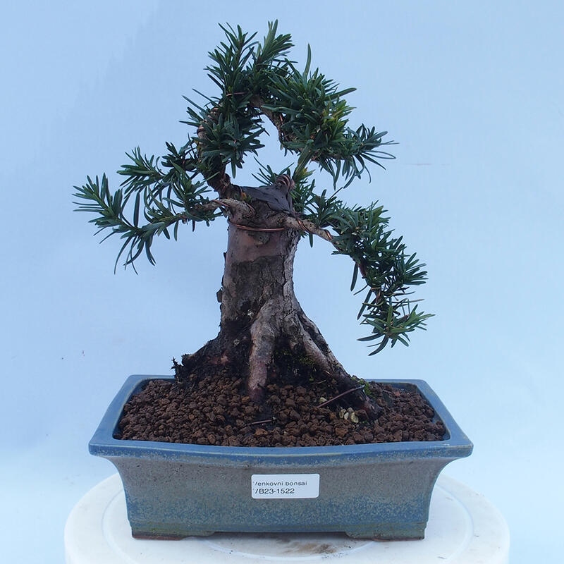 Bonsai für draußen - Taxus cuspidata - Japanische Eibe