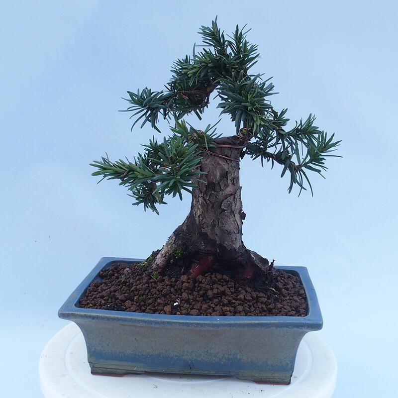 Bonsai für draußen - Taxus cuspidata - Japanische Eibe