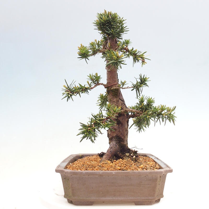 Bonsai für draußen - Taxus cuspidata - Japanische Eibe