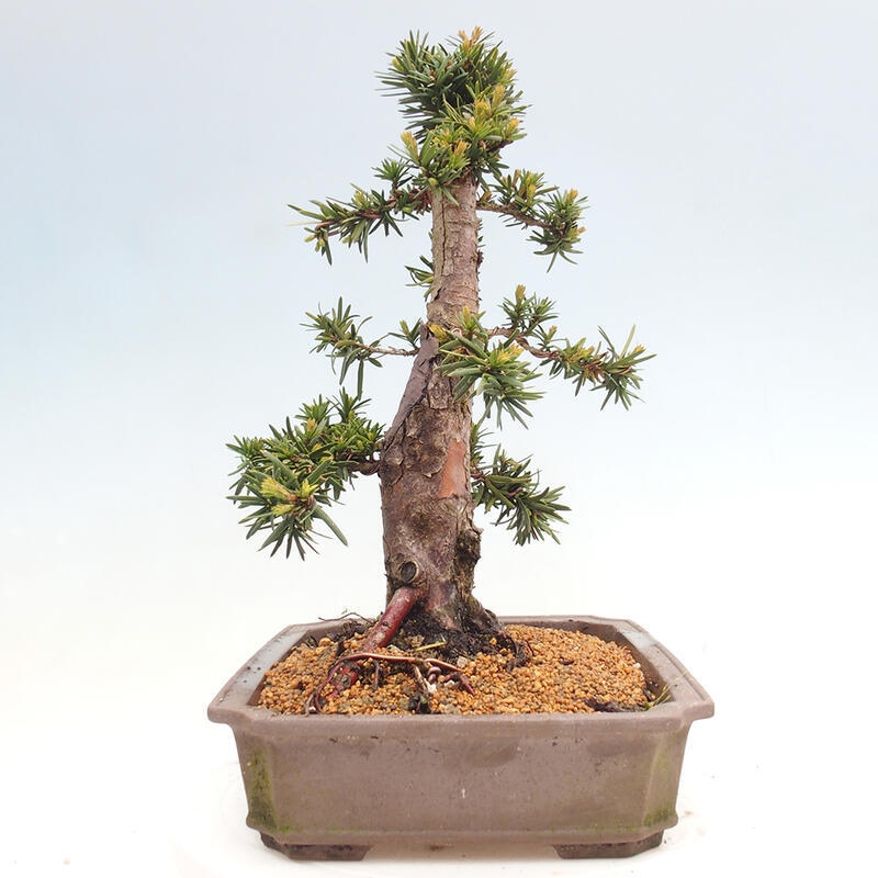 Bonsai für draußen - Taxus cuspidata - Japanische Eibe