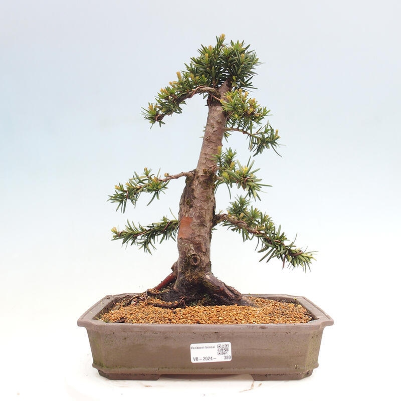 Bonsai für draußen - Taxus cuspidata - Japanische Eibe