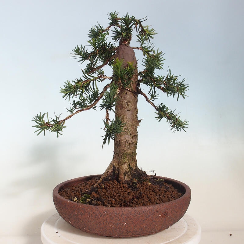 Bonsai für draußen - Taxus cuspidata - Japanische Eibe