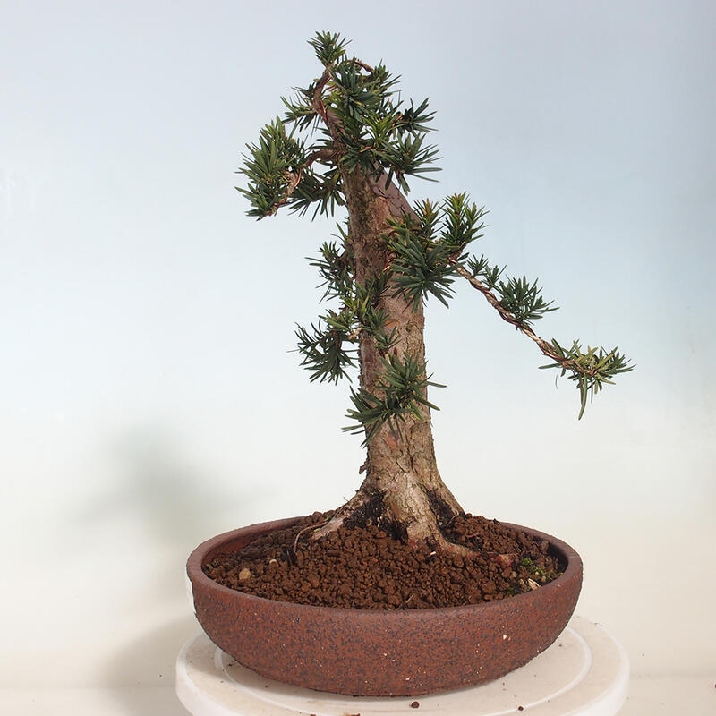 Bonsai für draußen - Taxus cuspidata - Japanische Eibe