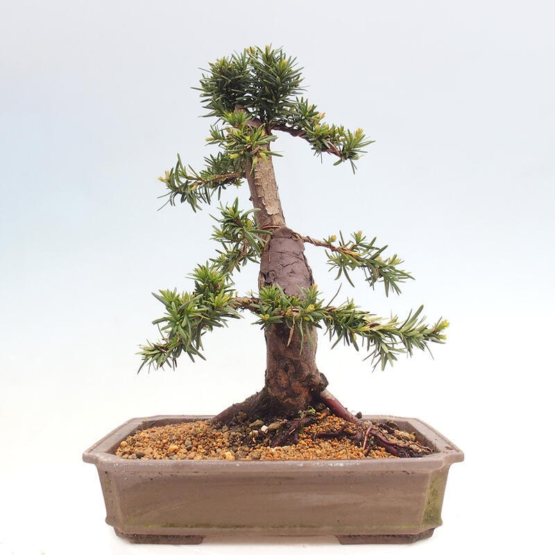 Bonsai für draußen - Taxus cuspidata - Japanische Eibe