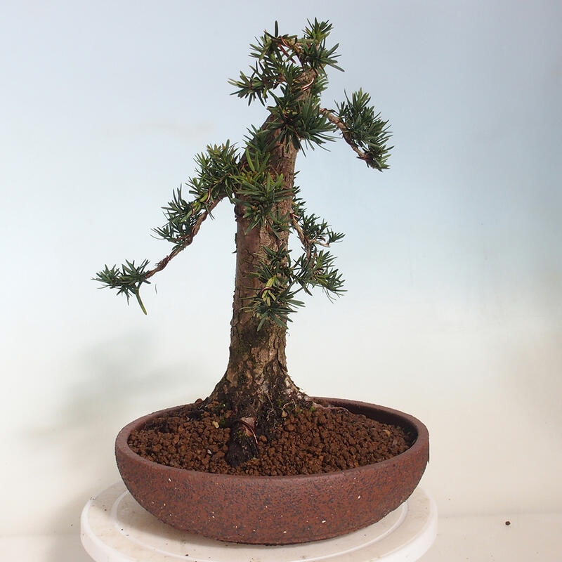 Bonsai für draußen - Taxus cuspidata - Japanische Eibe