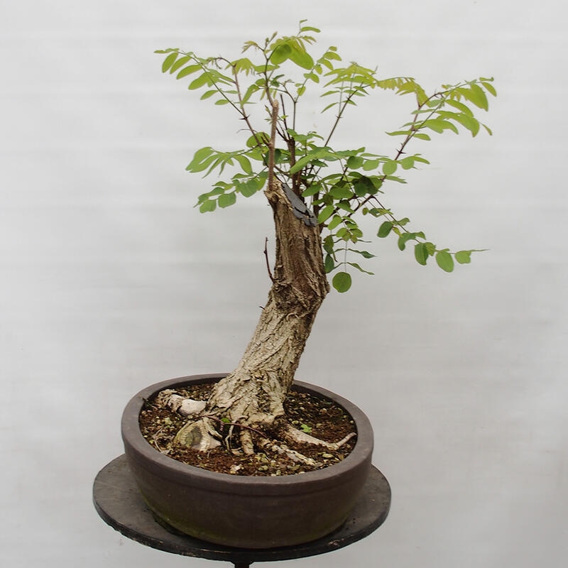 Bonsai für draußen - Dorn-Akazie - Robinia pseudoacacia