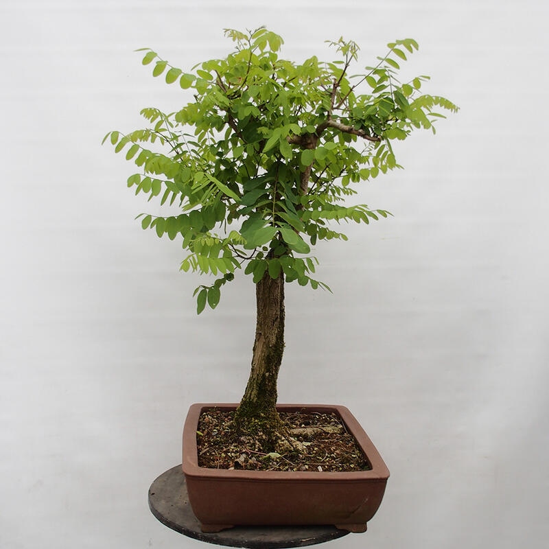 Bonsai für draußen - Dorn-Akazie - Robinia pseudoacacia