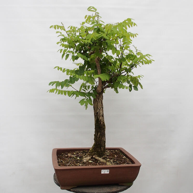 Bonsai für draußen - Dorn-Akazie - Robinia pseudoacacia