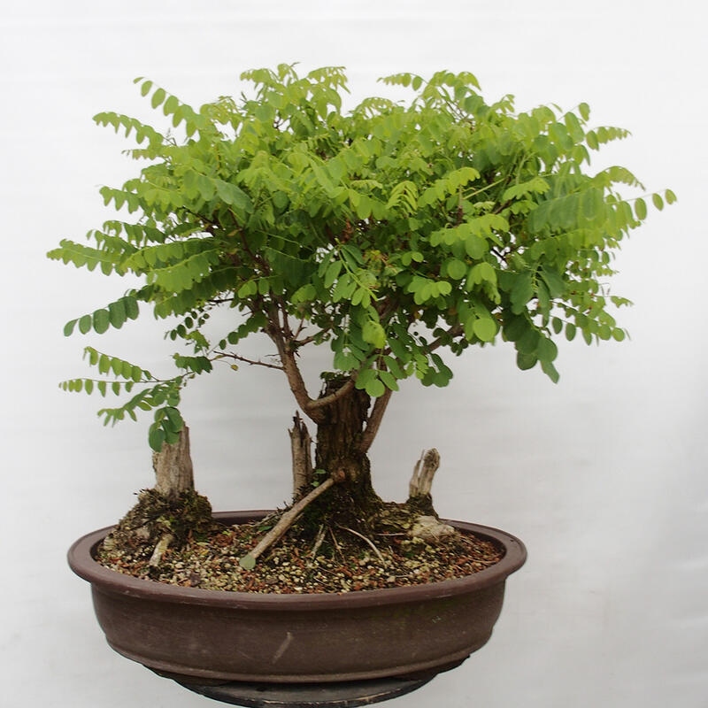 Bonsai für draußen - Dorn-Akazie - Robinia pseudoacacia