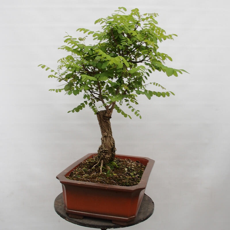 Bonsai für draußen - Dorn-Akazie - Robinia pseudoacacia