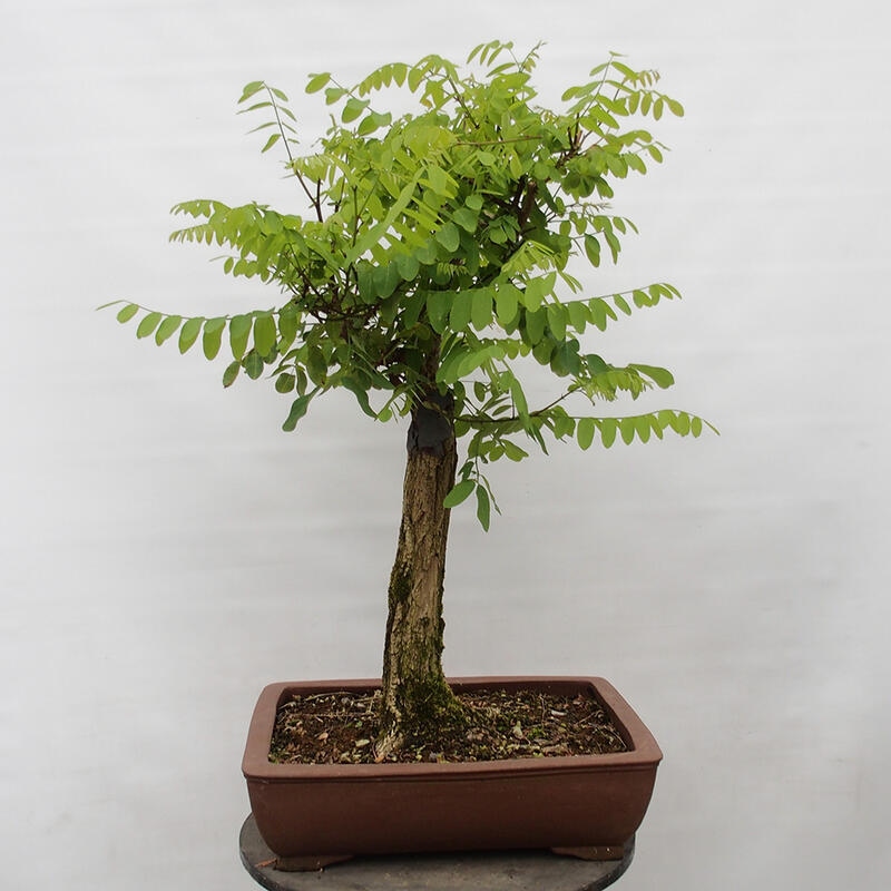 Bonsai für draußen - Dorn-Akazie - Robinia pseudoacacia