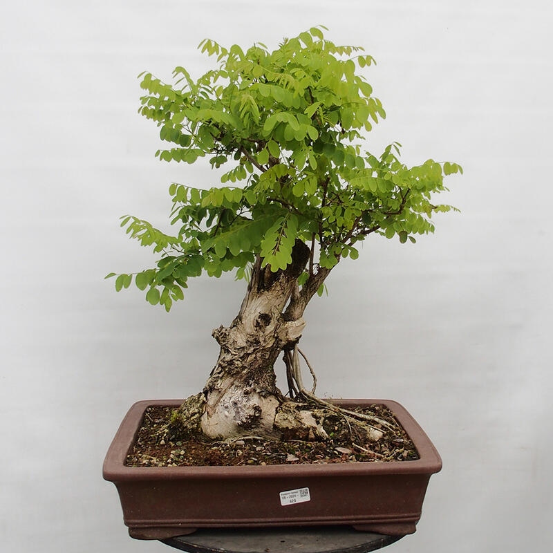 Bonsai für draußen - Dorn-Akazie - Robinia pseudoacacia