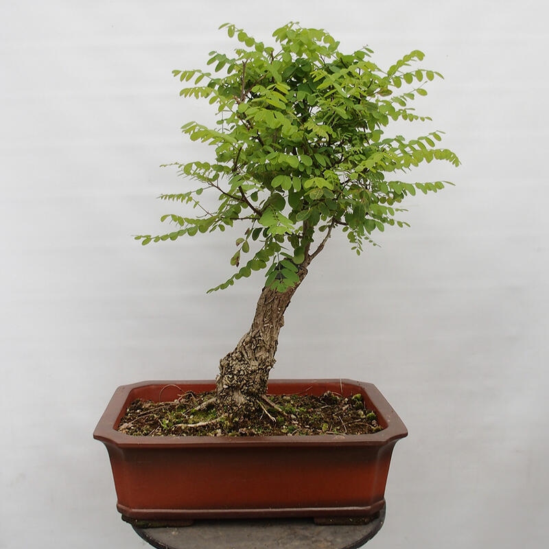 Bonsai für draußen - Dorn-Akazie - Robinia pseudoacacia