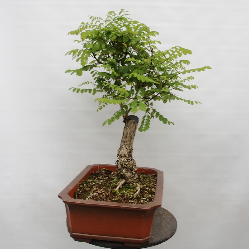 Bonsai für draußen - Dorn-Akazie - Robinia pseudoacacia