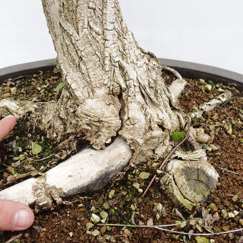 Bonsai für draußen - Dorn-Akazie - Robinia pseudoacacia
