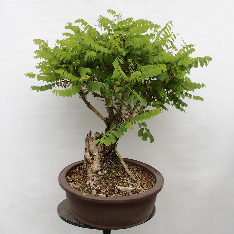 Bonsai für draußen - Dorn-Akazie - Robinia pseudoacacia