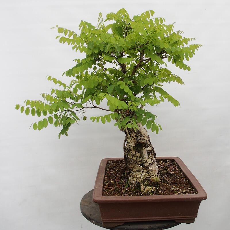 Bonsai für draußen - Dorn-Akazie - Robinia pseudoacacia