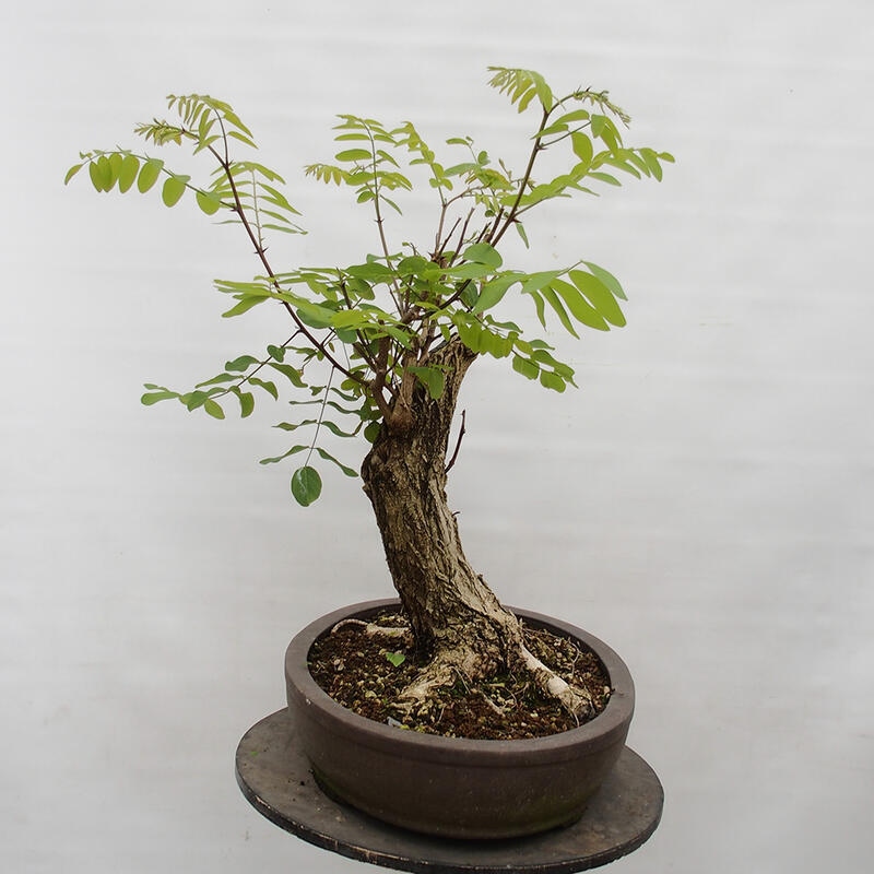 Bonsai für draußen - Dorn-Akazie - Robinia pseudoacacia