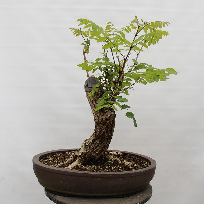 Bonsai für draußen - Dorn-Akazie - Robinia pseudoacacia