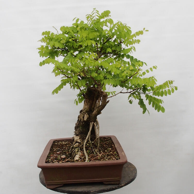 Bonsai für draußen - Dorn-Akazie - Robinia pseudoacacia