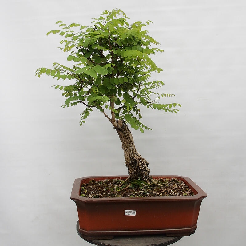 Bonsai für draußen - Dorn-Akazie - Robinia pseudoacacia