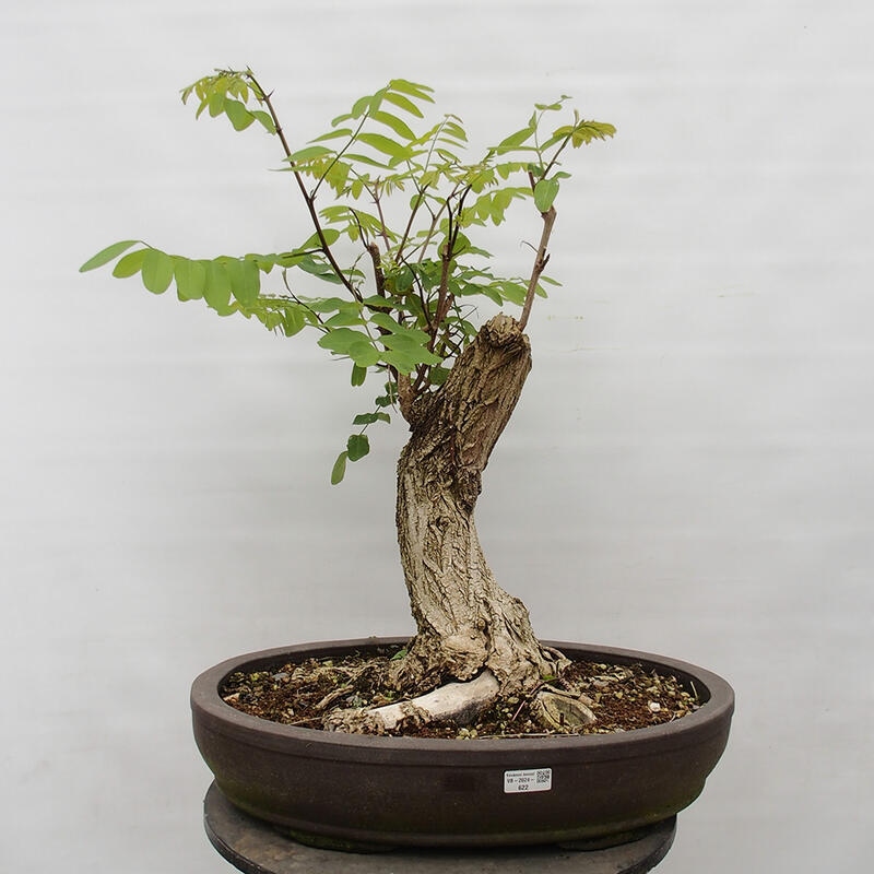 Bonsai für draußen - Dorn-Akazie - Robinia pseudoacacia