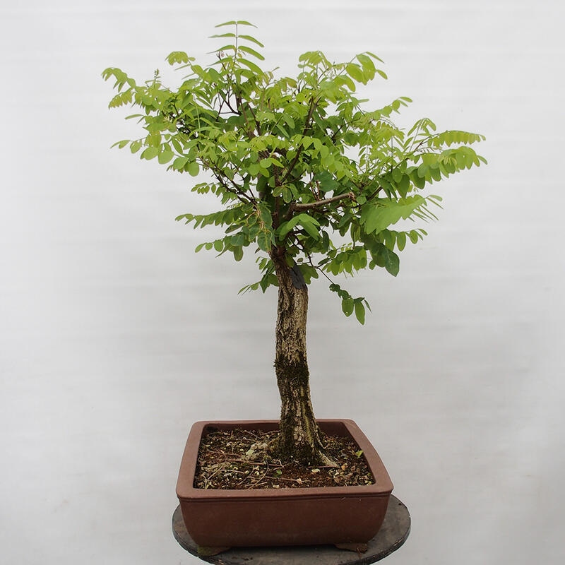 Bonsai für draußen - Dorn-Akazie - Robinia pseudoacacia