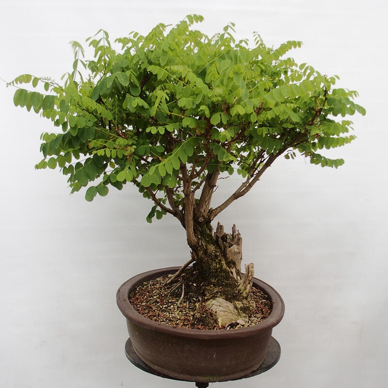 Bonsai für draußen - Dorn-Akazie - Robinia pseudoacacia