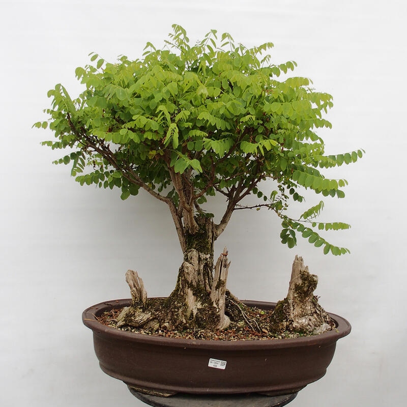 Bonsai für draußen - Dorn-Akazie - Robinia pseudoacacia