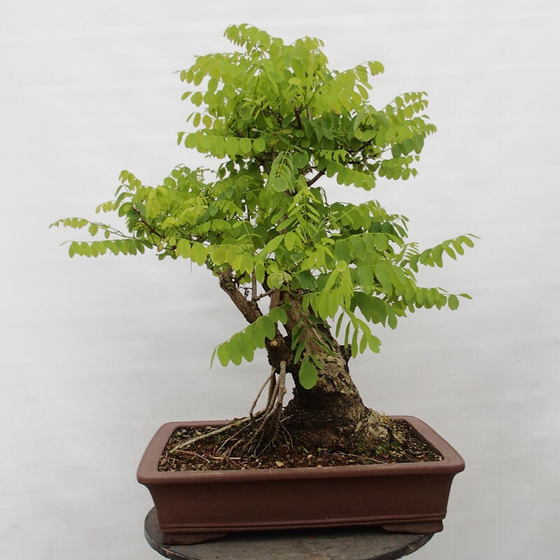 Bonsai für draußen - Dorn-Akazie - Robinia pseudoacacia