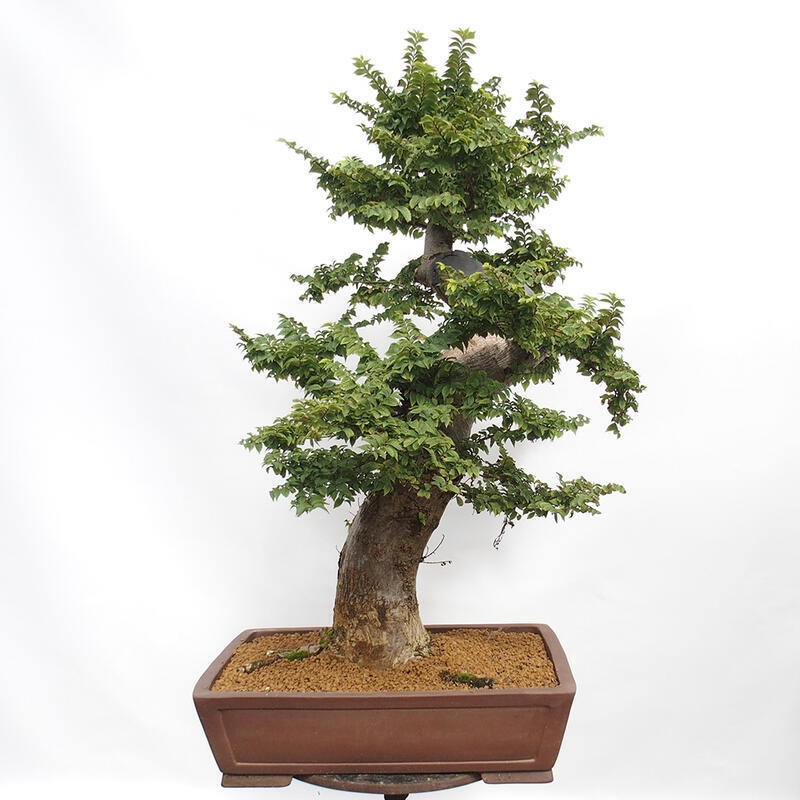 Bonsai für draußen - Ulmus Elegantissima Jack. Hillier-Clay Elegantissima