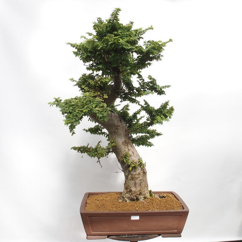 Bonsai für draußen - Ulmus Elegantissima Jack. Hillier-Clay Elegantissima
