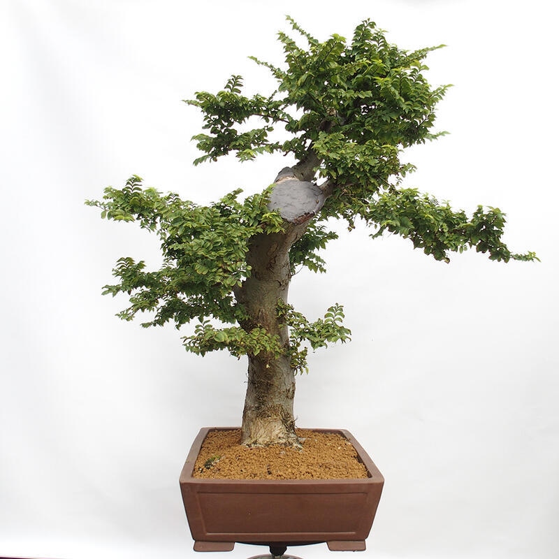 Bonsai für draußen - Ulmus Elegantissima Jack. Hillier-Clay Elegantissima