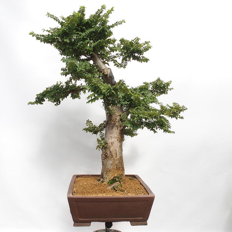 Bonsai für draußen - Ulmus Elegantissima Jack. Hillier-Clay Elegantissima