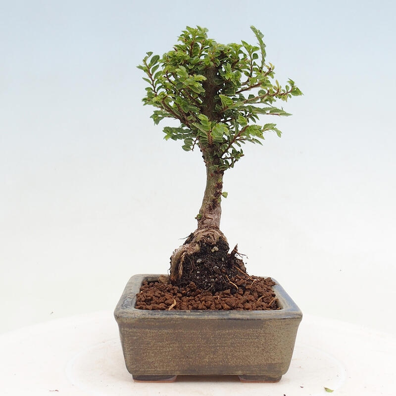 Bonsai für draußen - Ulmus parvifolia Sagei - Kleinblättrige Ulme