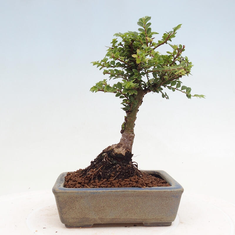 Bonsai für draußen - Ulmus parvifolia Sagei - Kleinblättrige Ulme