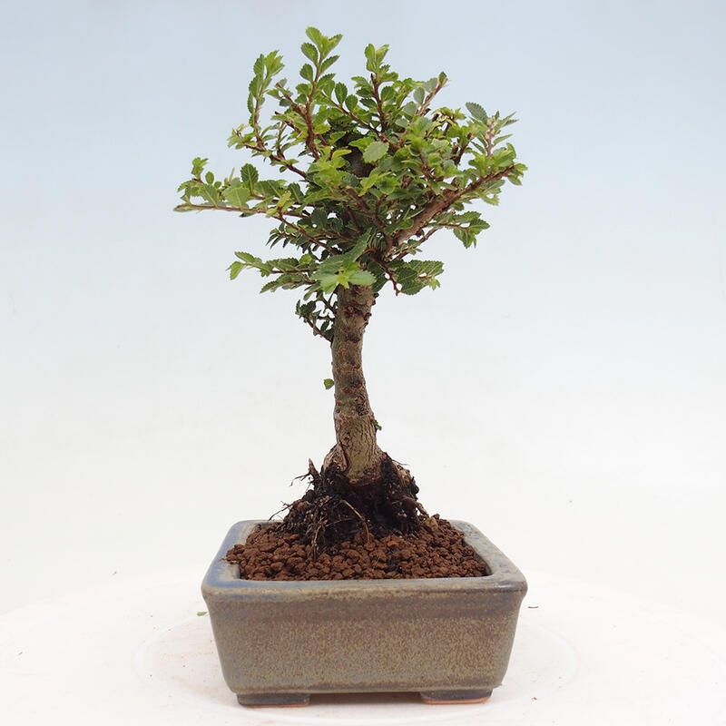Bonsai für draußen - Ulmus parvifolia Sagei - Kleinblättrige Ulme