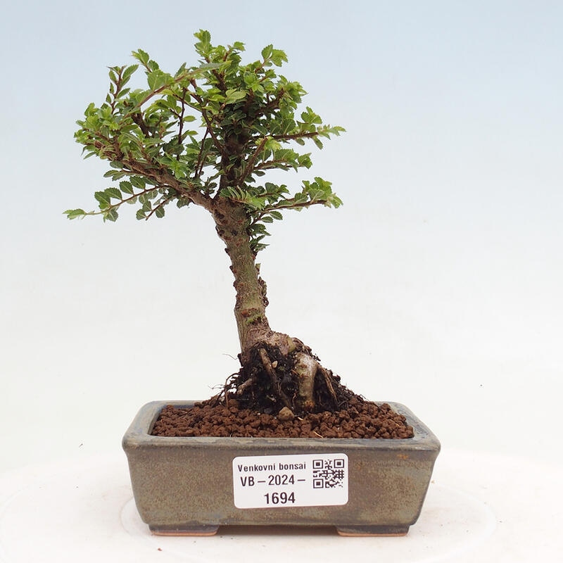 Bonsai für draußen - Ulmus parvifolia Sagei - Kleinblättrige Ulme