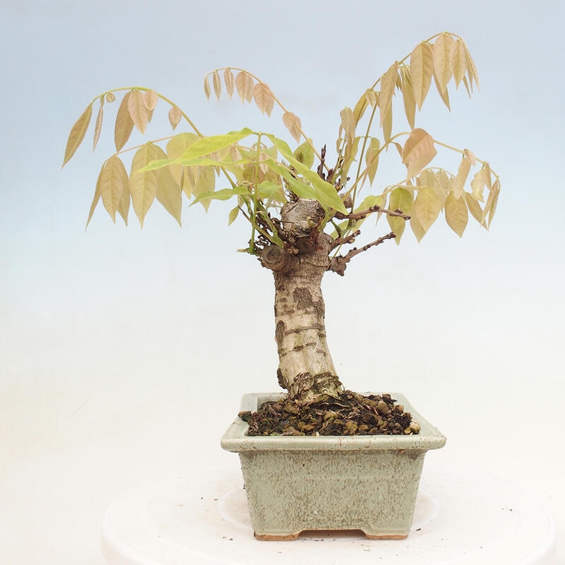 Bonsai für draußen - Wisteria floribunda
