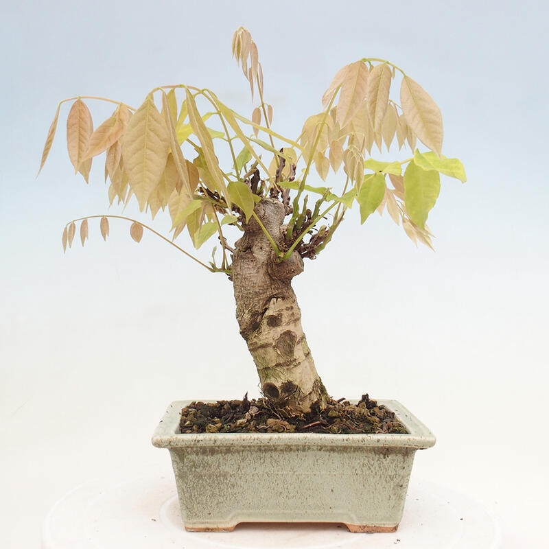 Bonsai für draußen - Wisteria floribunda