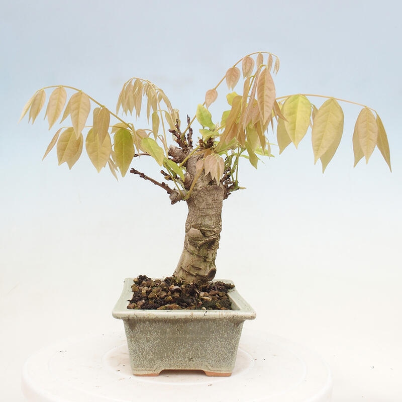 Bonsai für draußen - Wisteria floribunda