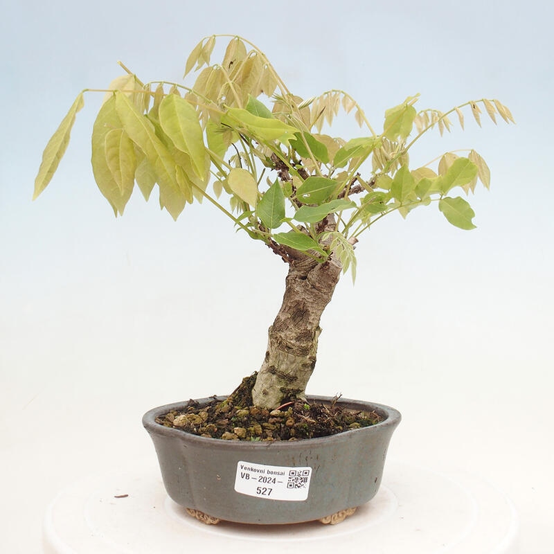 Bonsai für draußen - Wisteria floribunda