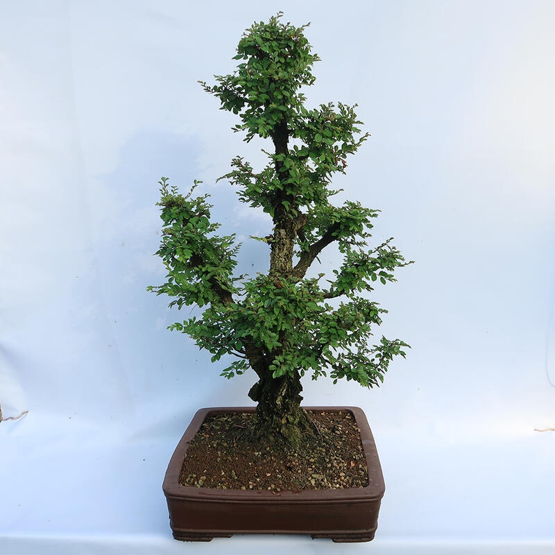 Bonsai für draußen - Zelkova - Zelkova NIRE