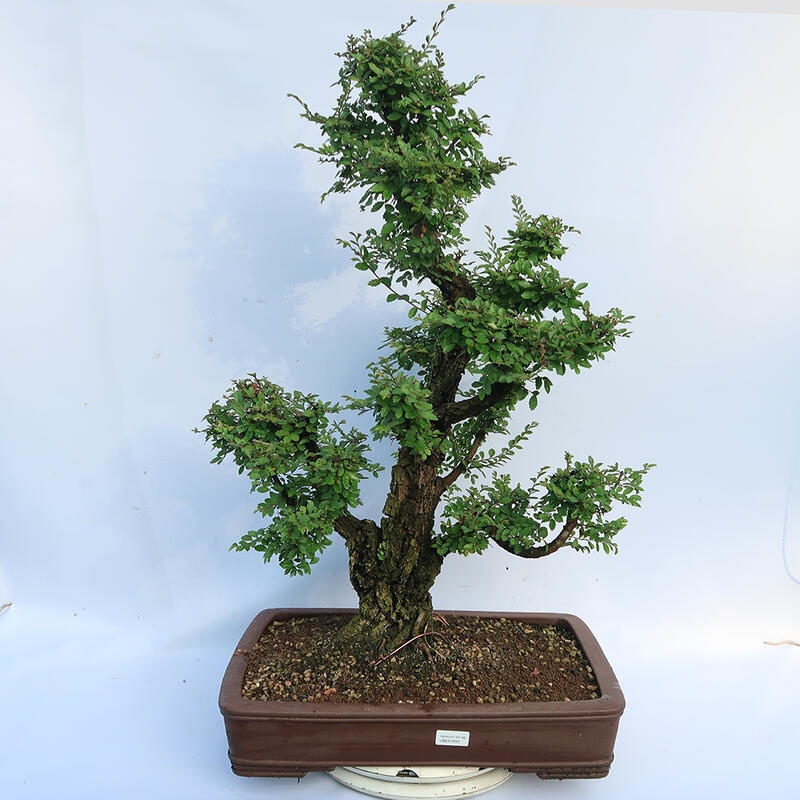 Bonsai für draußen - Zelkova - Zelkova NIRE