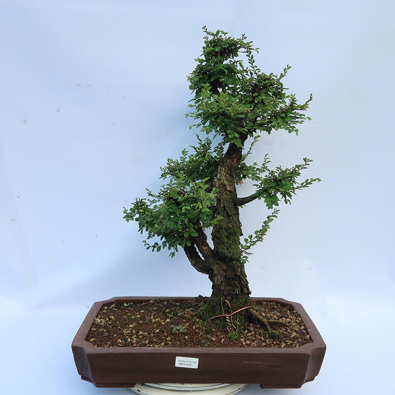 Bonsai für draußen - Zelkova - Zelkova NIRE