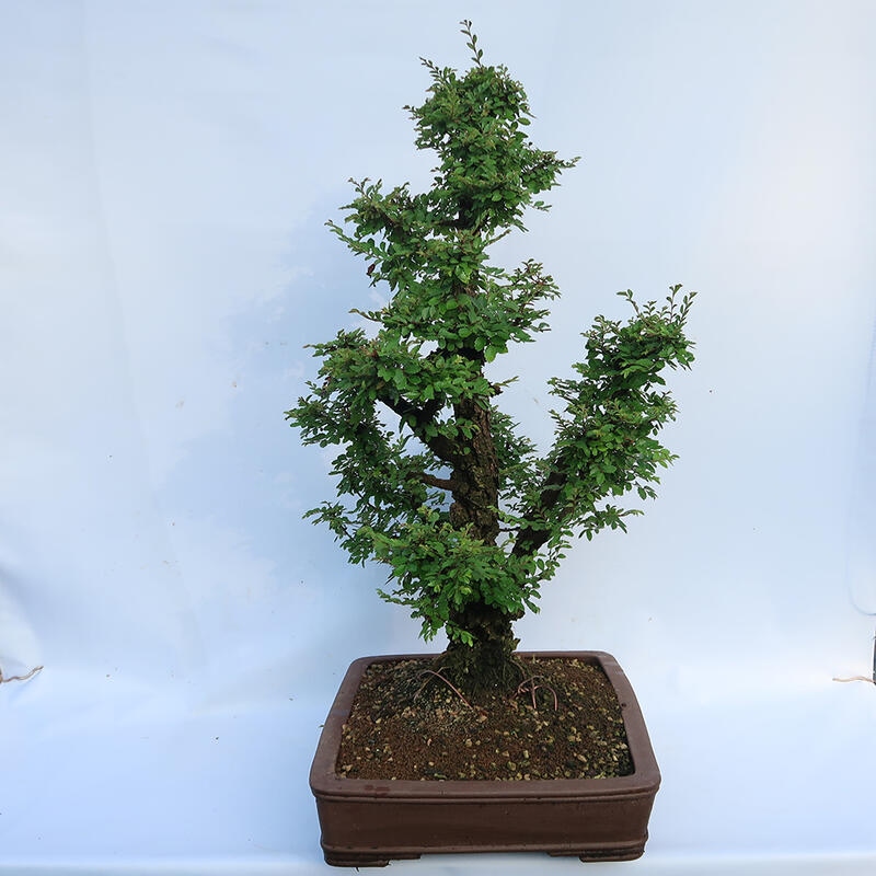 Bonsai für draußen - Zelkova - Zelkova NIRE