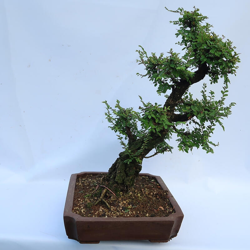 Bonsai für draußen - Zelkova - Zelkova NIRE