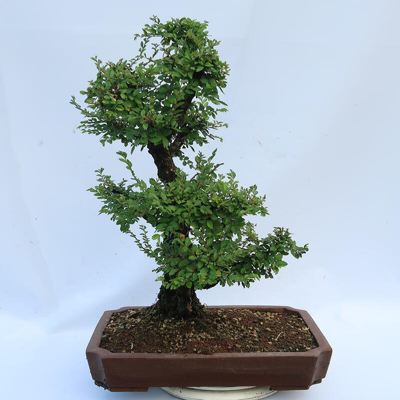 Bonsai für draußen - Zelkova - Zelkova NIRE