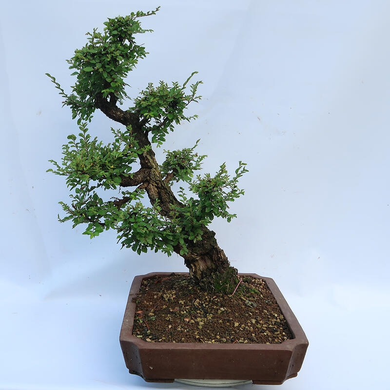 Bonsai für draußen - Zelkova - Zelkova NIRE